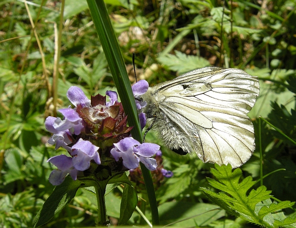 parnassius mnemosyne